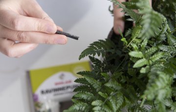 Gödsling av rumsväxter