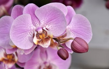 Orkidea ei ole kertakäyttökukka