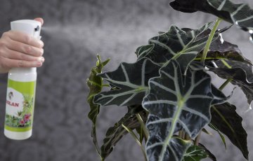 Skötsel av rumsväxter på vintern