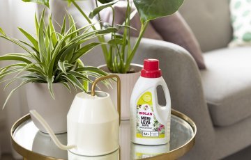 Huonekasvien hoito talvikuukausina