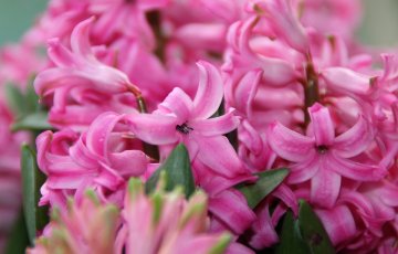 Näin saat joulukukat menestymään