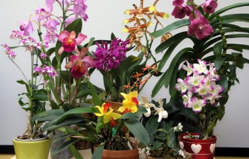 Orkidea - usein kysytyt kysymykset