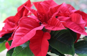 Joulukukkien hoitovinkit