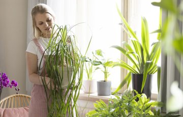 Mitä kasvi tarvitsee?