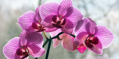 Biolan Orkidearavinne