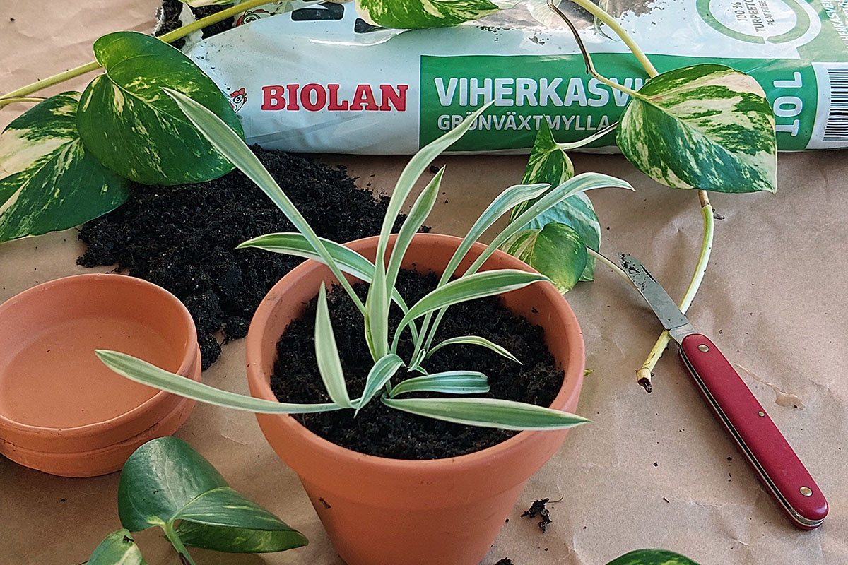 Rönsyliljaa on helppo lisätä ja uudistaa rönsyistä. Rönsyliljalle hyvä kasvualusta on Biolan Viherkasvimulta.