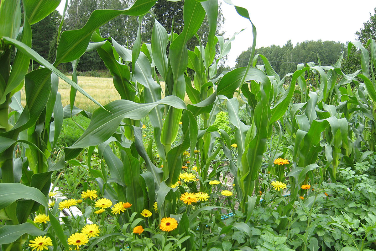 Maissin taimet istutetaan noin 30 cm välein