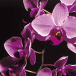 Perhosorkidea (Phalaenopsis)