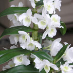 Puikkokämmekkä (Dendrobium)