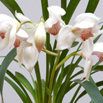 Kymbidi (Cymbidium)