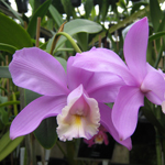 Katleija (Cattleya)