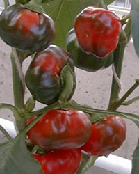 Tomaattipaprika (Capsicum annuum) 'Topgirl'