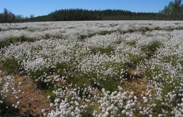 Sammaleen keruun luontovaikutukset - Vastaus Suomen Luonnonsuojeluliitolle