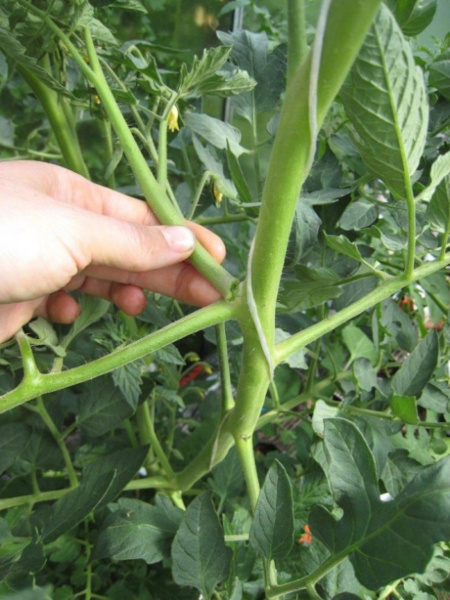 Tomaatin taimen ylimääräinen verso eli varas poistetaan mahdollisimman aikaisessa vaiheessa.