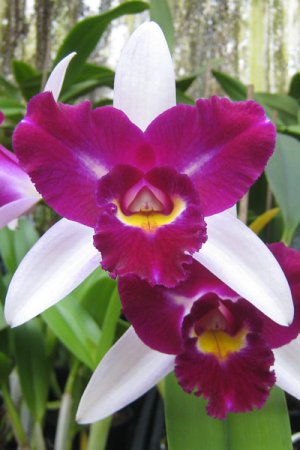 Biolan Субстрат для орхидей