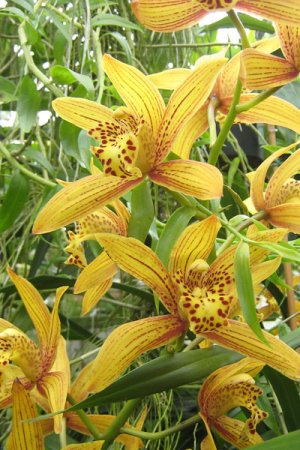 Biolan Субстрат для орхидей