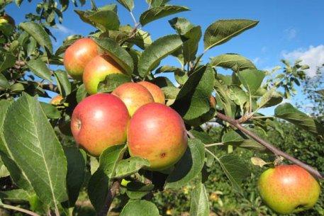 Biolan Bär- och Fruktgödsel